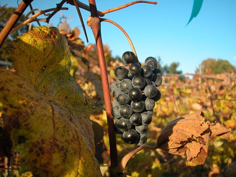 image_1529359234.jpg image_1529359234.jpg